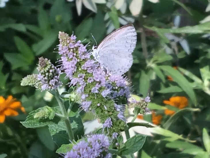 گیاهان جذب کننده پروانه ها